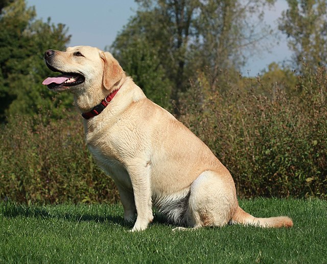 a labrador demonstrating the friendliness that makes the breed so popular