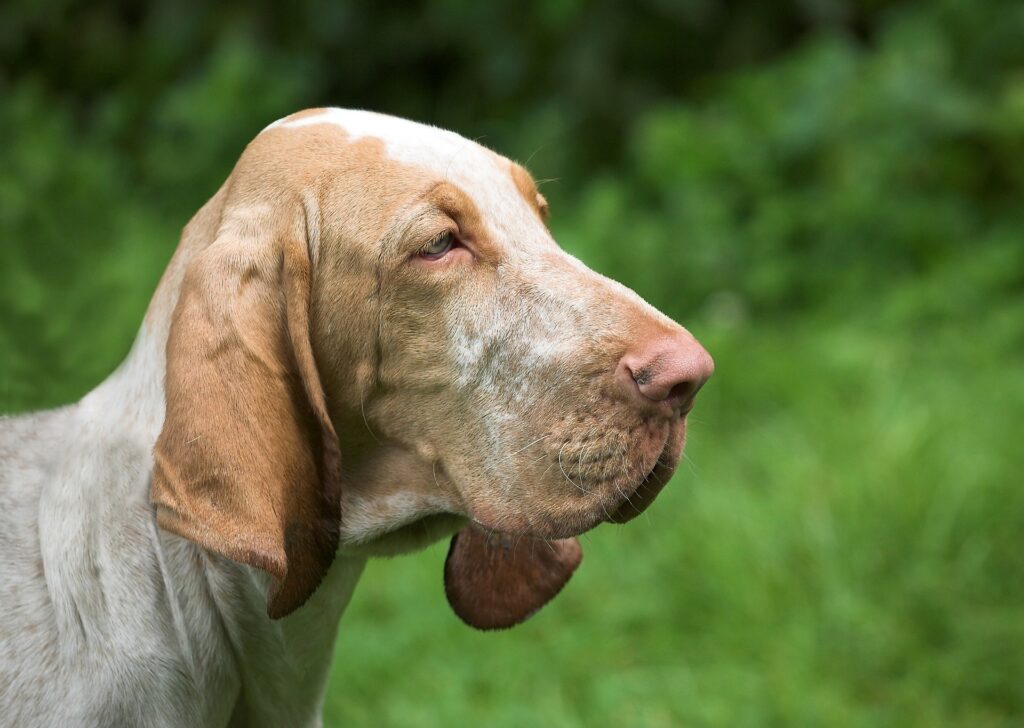 cream/brown-colored bloodhound