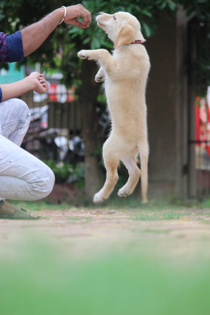 jumping dog training image