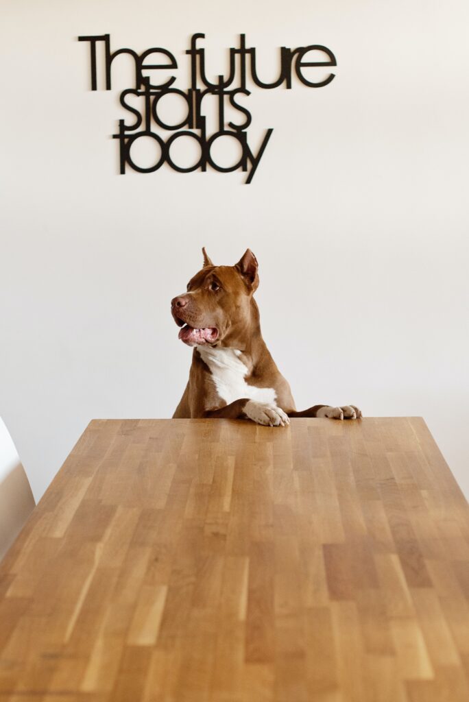 purebred dog standing at wooden table image