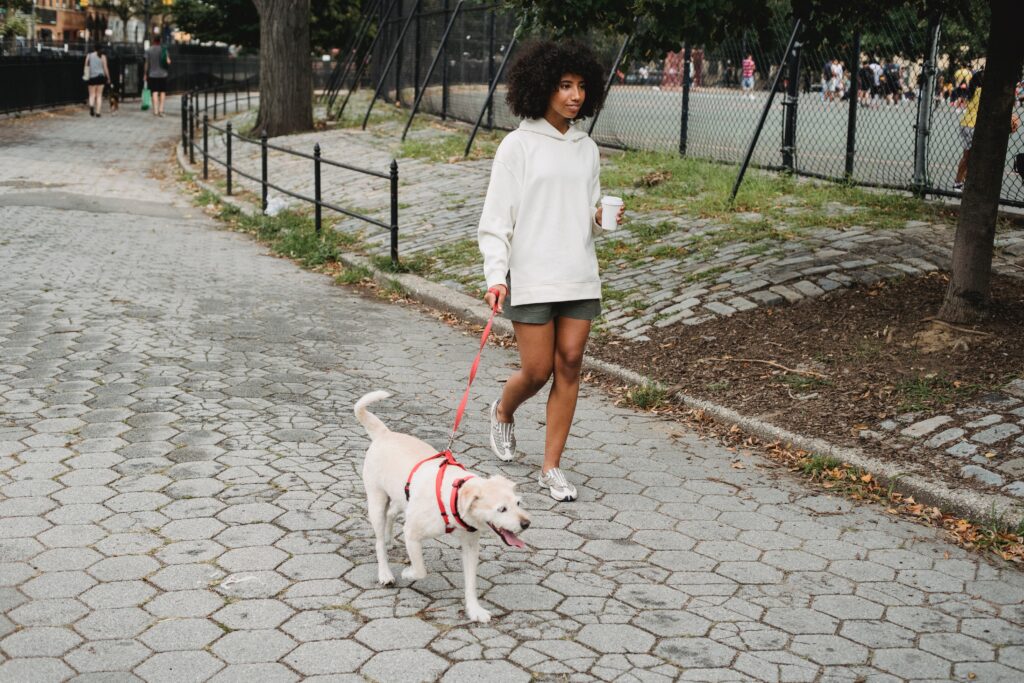 walking with purebred dog in the park image