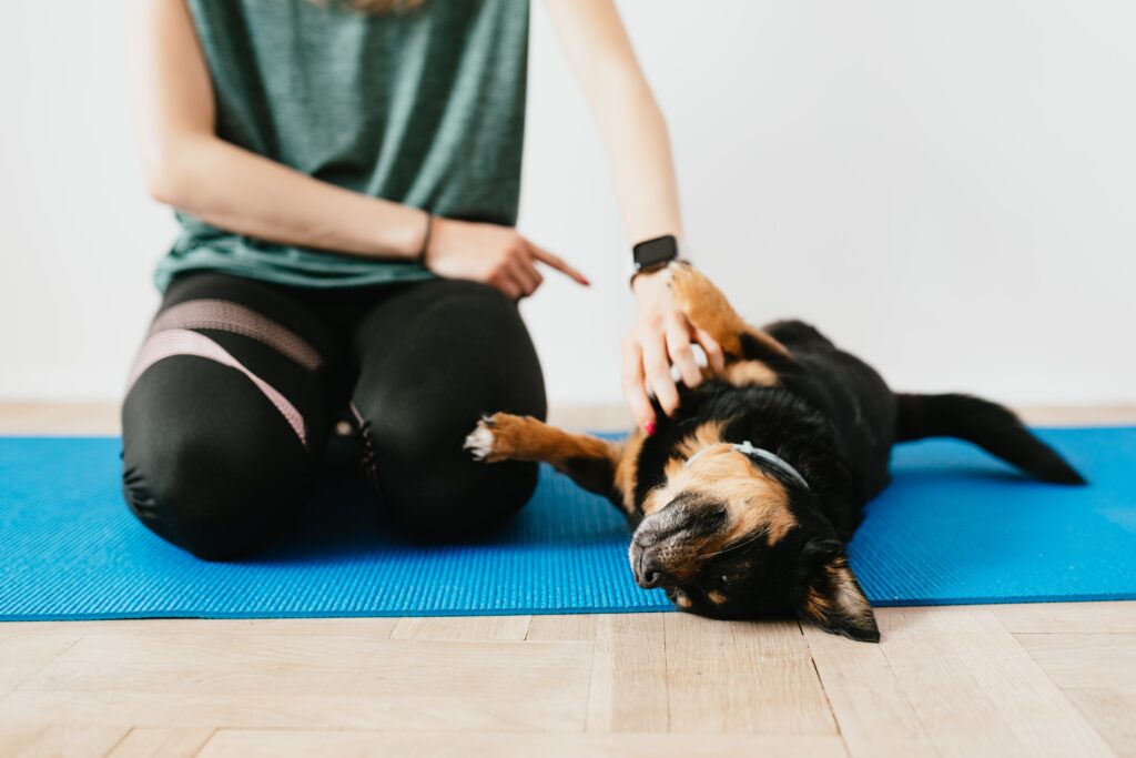 woman training small purebred dog on yoga mat image