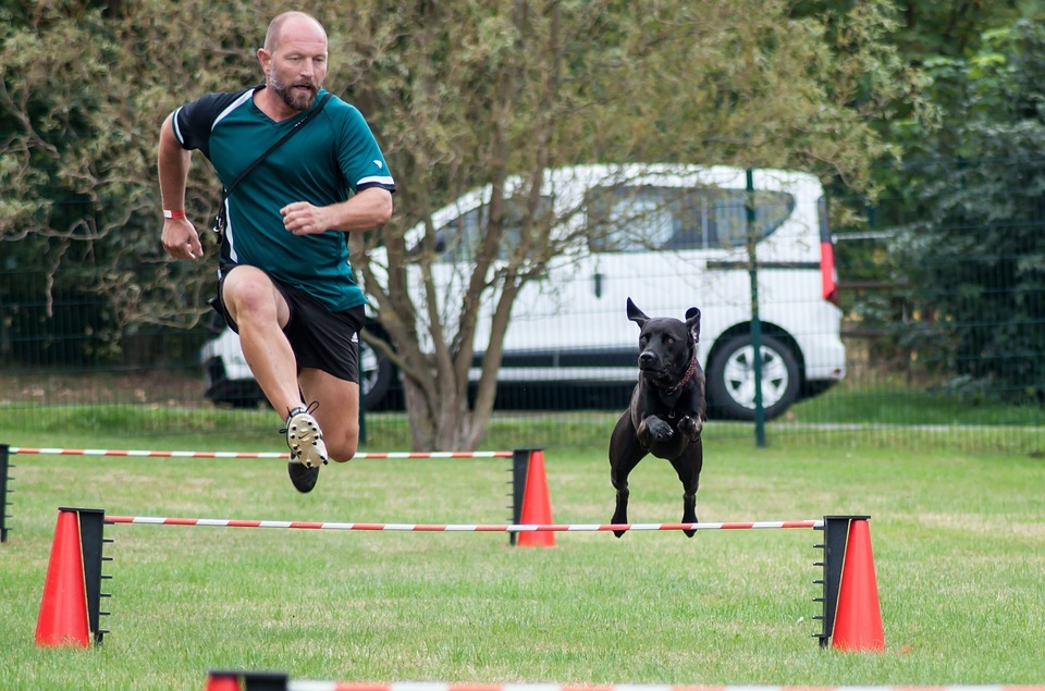 Man Dog Training Man And Dog Companion Human