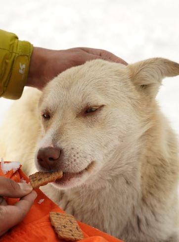 Dogs With Lovely Treats