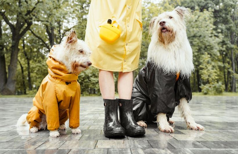 Preparing your dog for the pet sitter