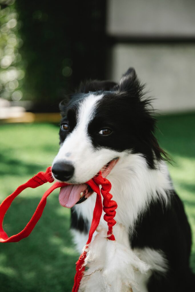 adorable collie with leash image
