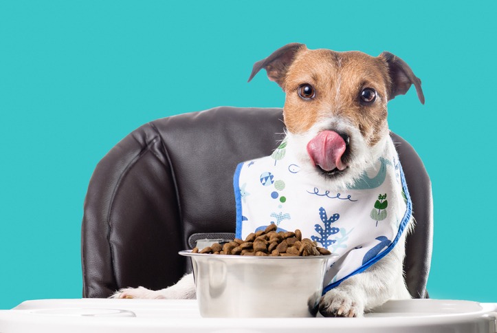 Dog licking after eating dry kibble food from bowl