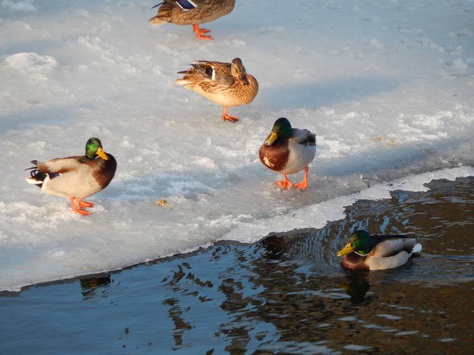 Do Ducks Get Cold When Swimming in Icy Lakes?