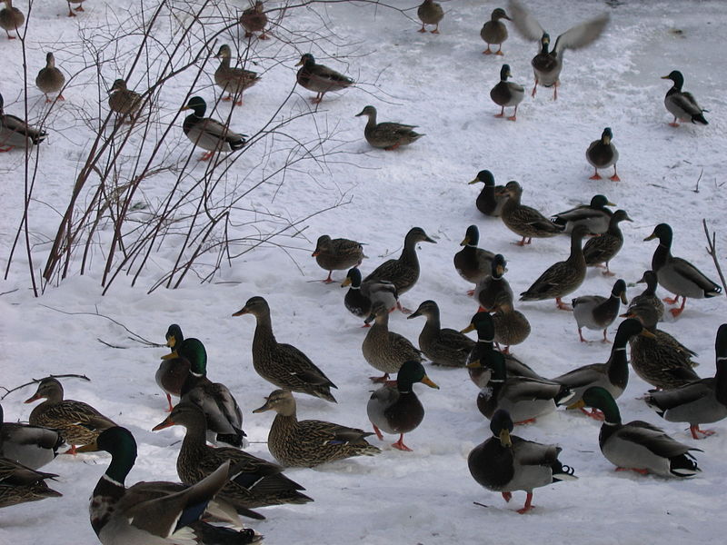 Ducks in snow image