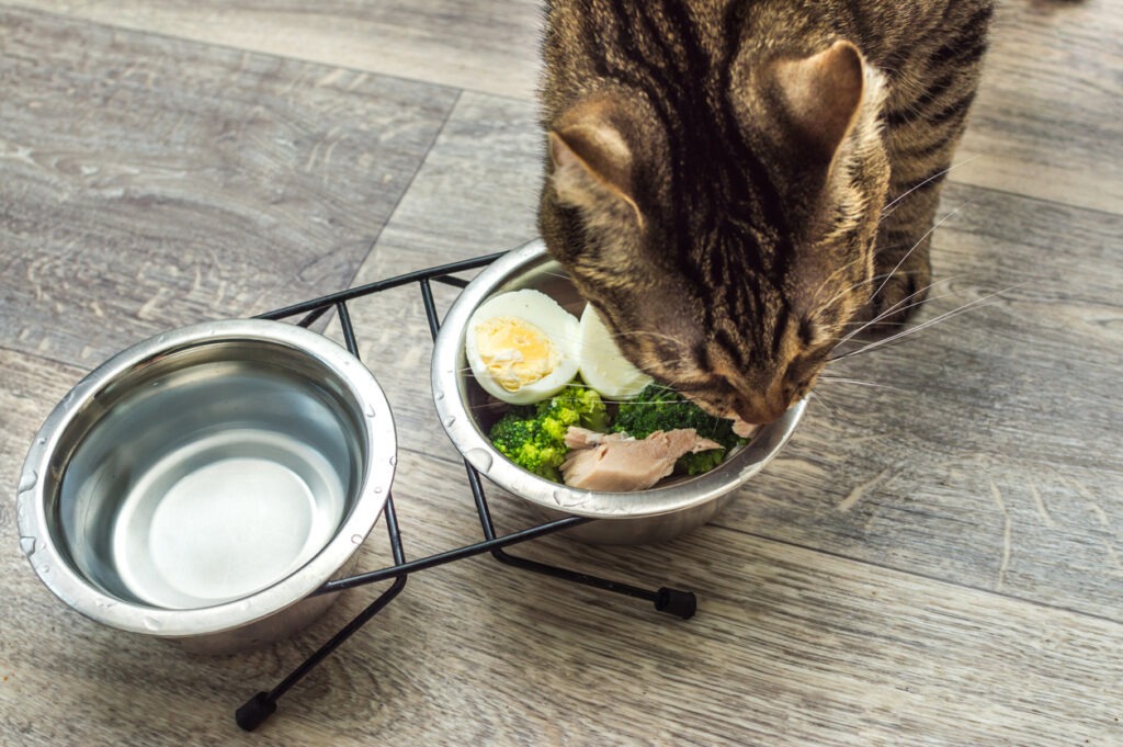 A cat eating fresh, natural food