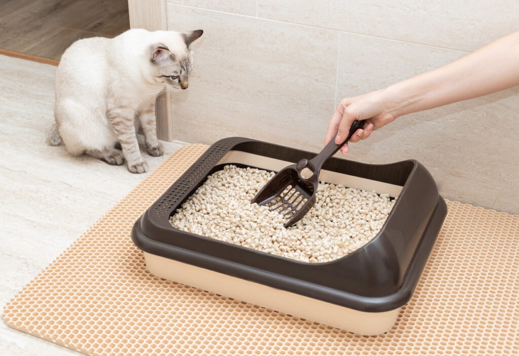 A woman cleaning a cat litter box with a shovel