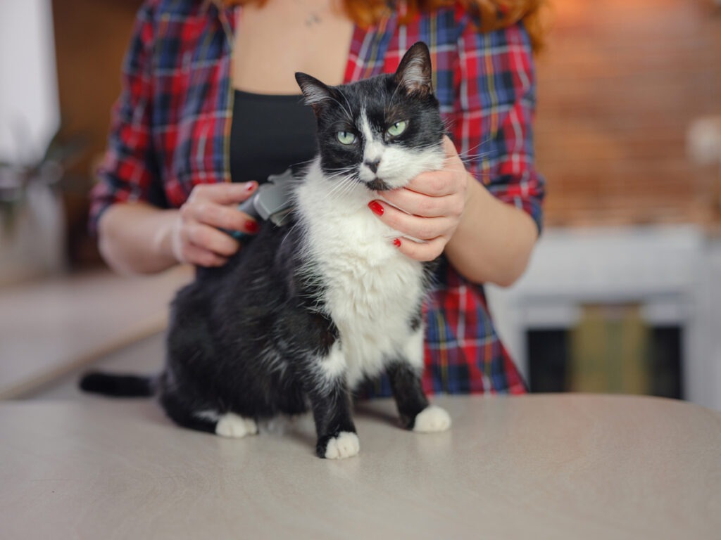 A woman grooming her cat at home