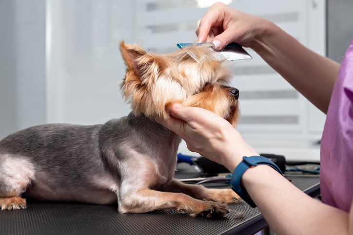 Yorkshire terrier grooming, brushing, dog head close-up