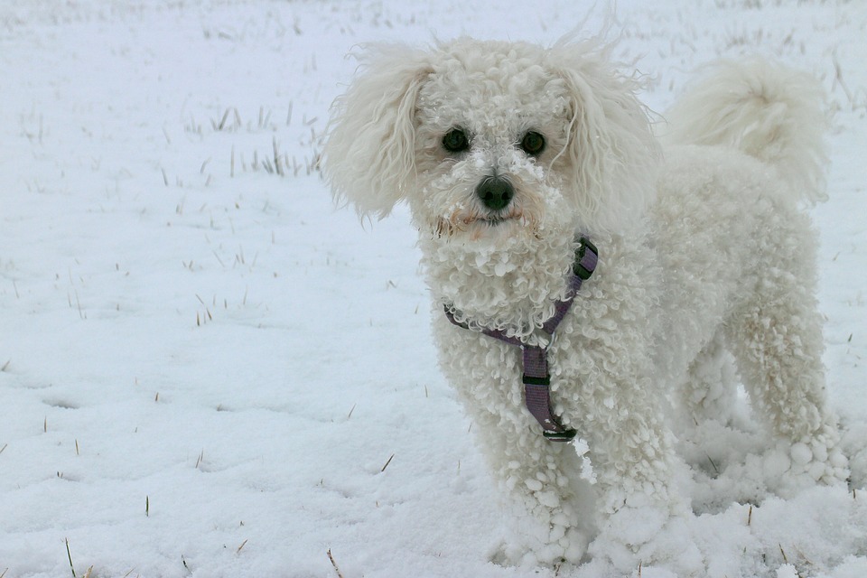 Animal Winter Bichon Snow Dog White