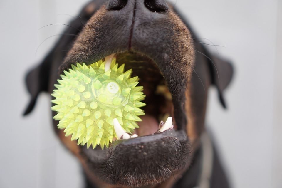 Ball Kids Teeth Rottweiler Closeup Dog Toy