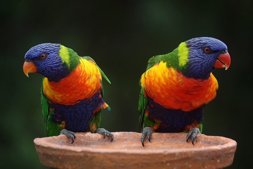 Birds Rainbow Lorikeets Pair Colorful Parrots