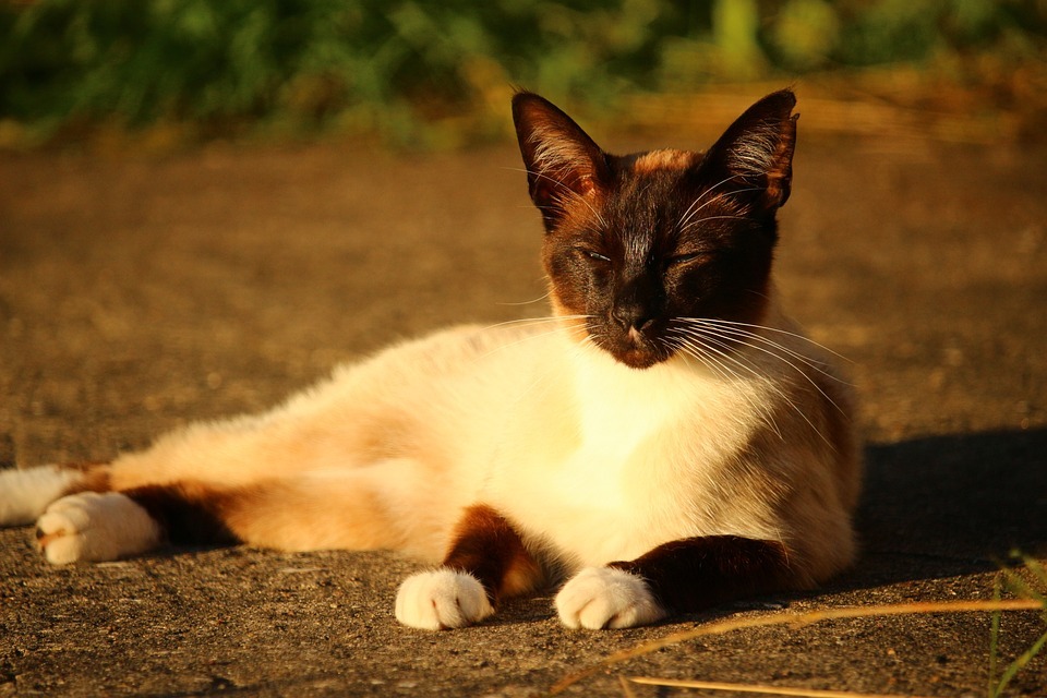 Breed Cat Siamese Cat Portrait