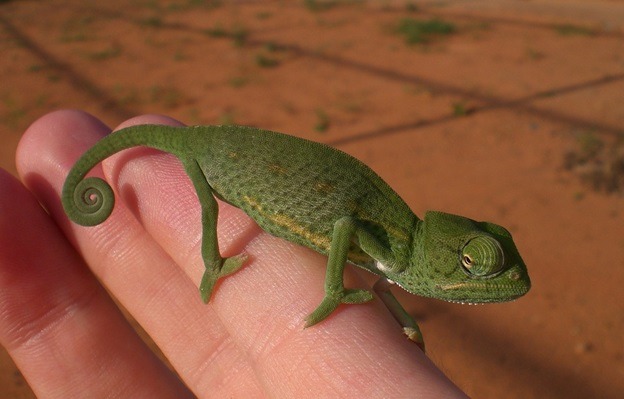 Challenges You May Face While Petting a Chameleon