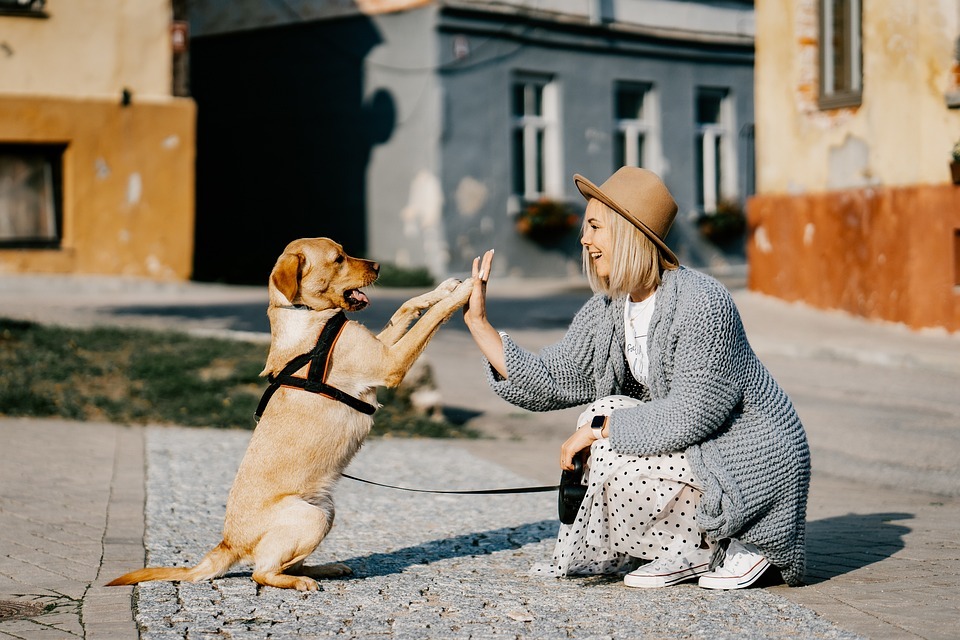 Dog Companion Owner Pet Girl Friendship Caucasian