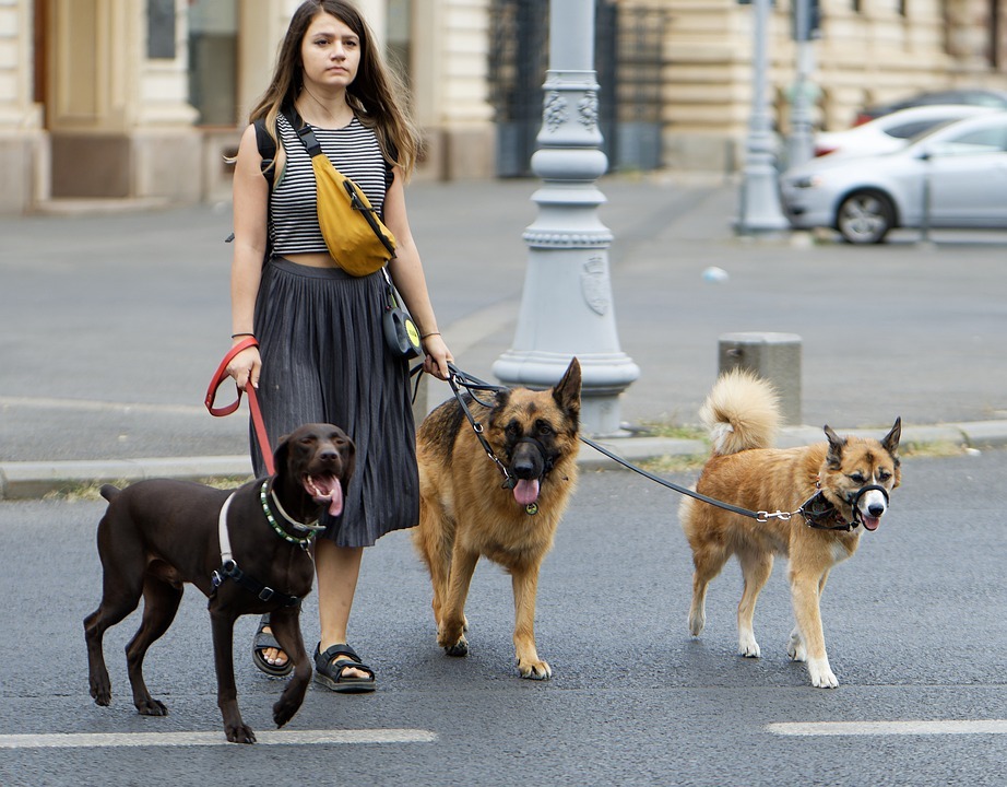 Dogs Dog Walker Pets Walking Animals Canine Woman