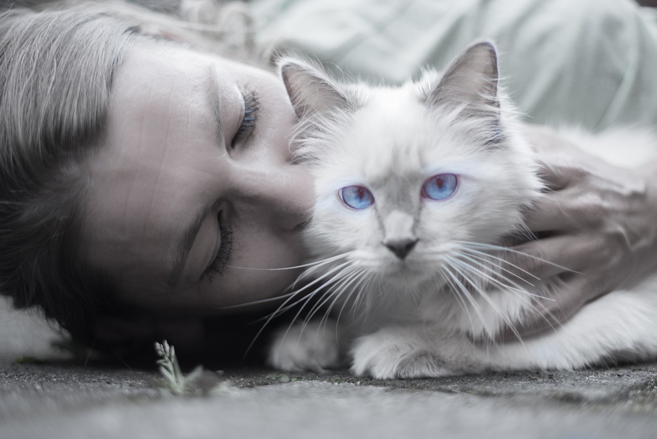 Eyes Person Woman Portrait Blue Whiskers Pet Cat
