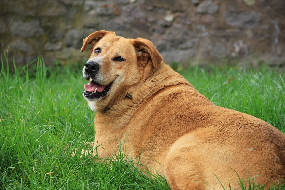 Golden Retriever Grass Green Smile Dog Fat