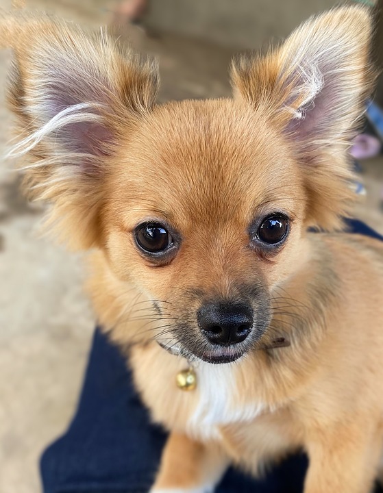 Pet Animal Mammal Dog Feline Breed Chihuahua Fur