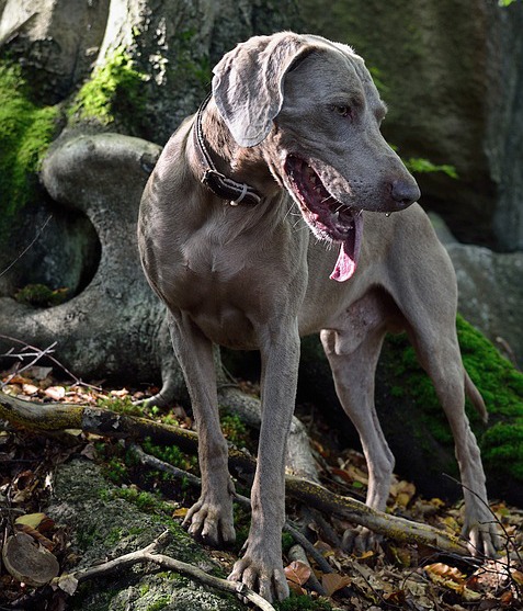 Portrait Weimaraner Dog