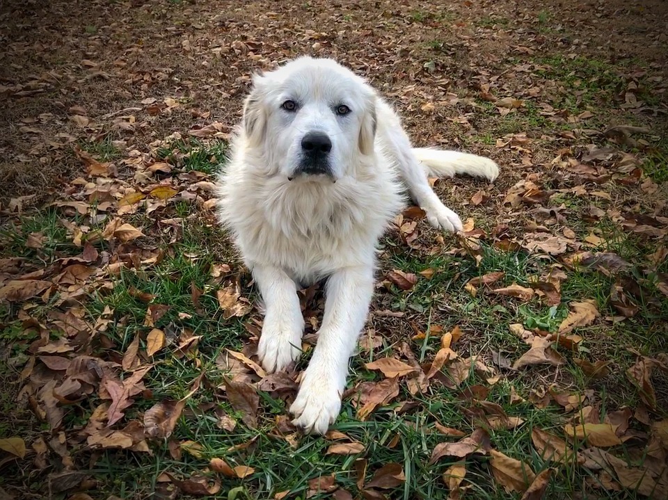 Puppy Leaves Fall Dog Great Pyrenees