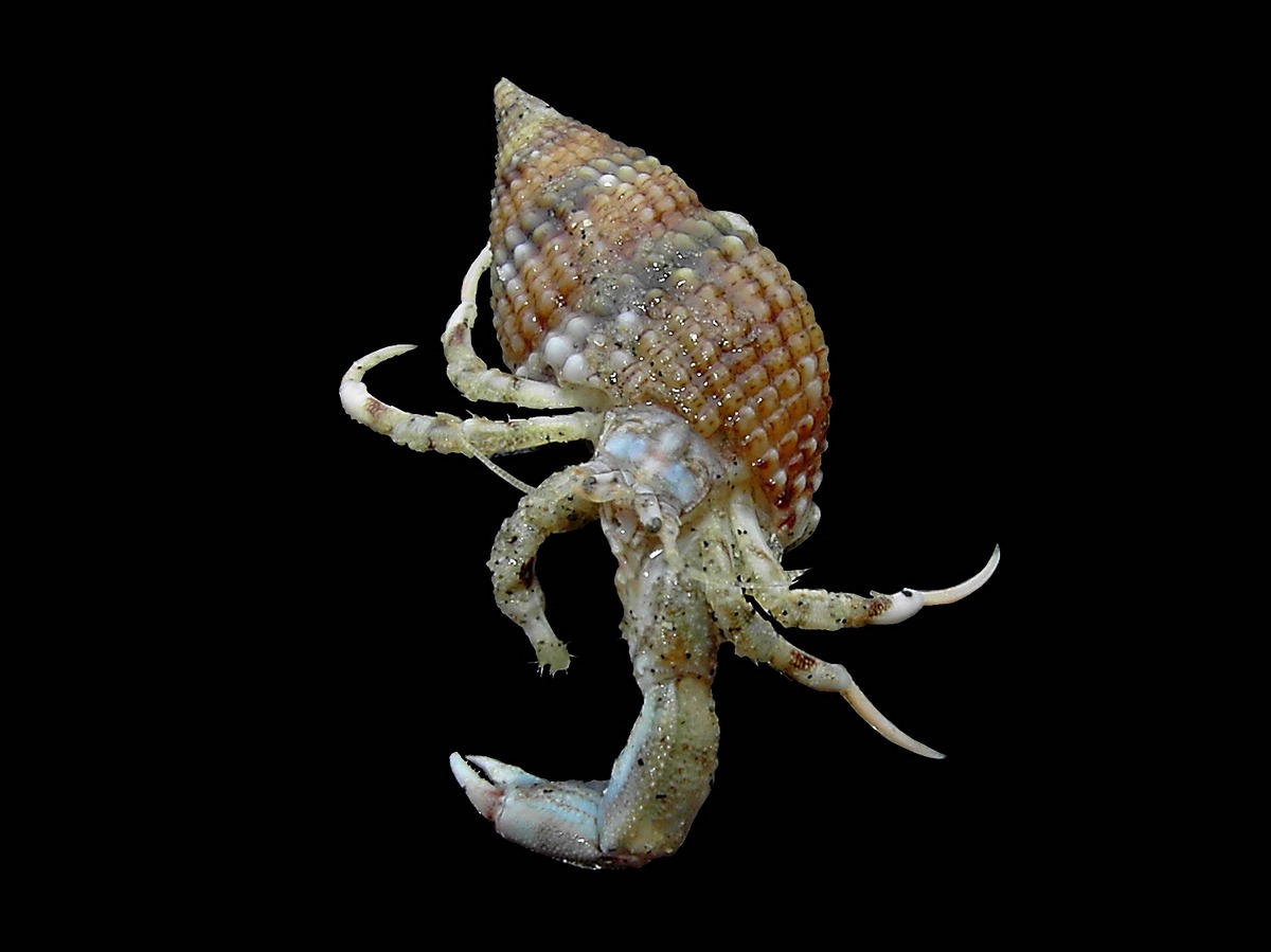 South-claw hermit crab from the Belgian coastal waters
