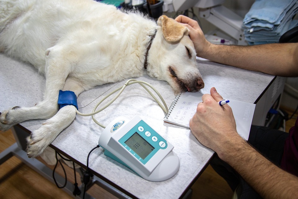 Veterinary Blood Pressure