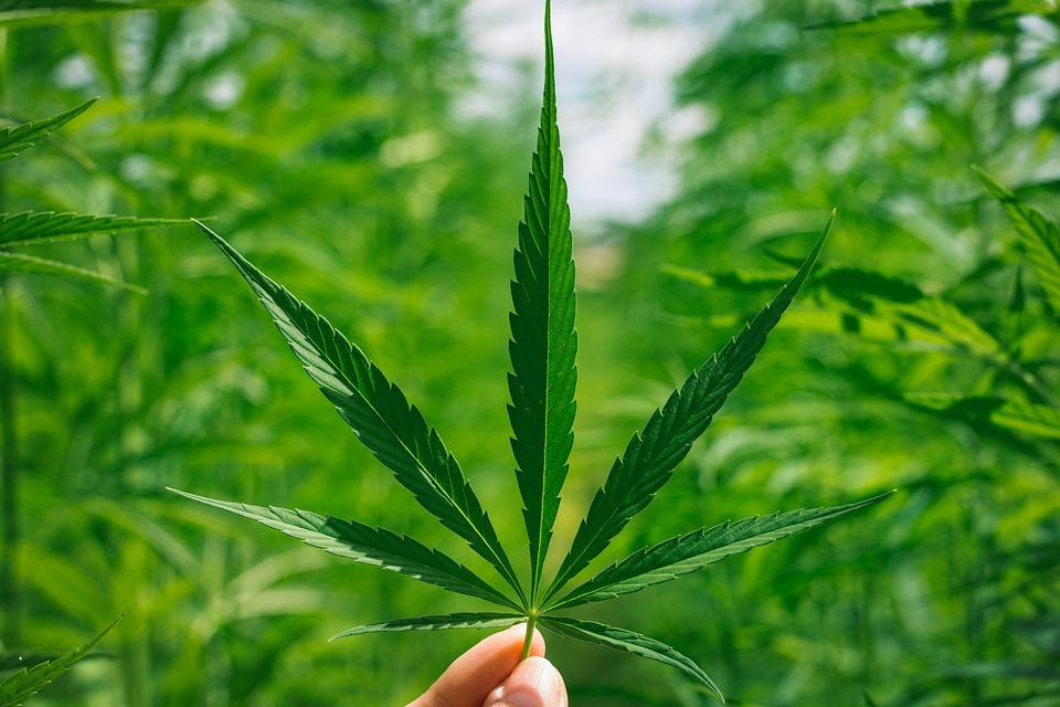  a marijuana leaf image