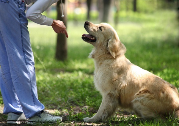 5 Signs You Should Sign Up for Dog Training Classes