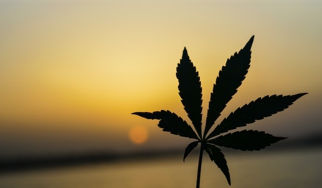 6 New Things Concerning The Medical Marijuana Market