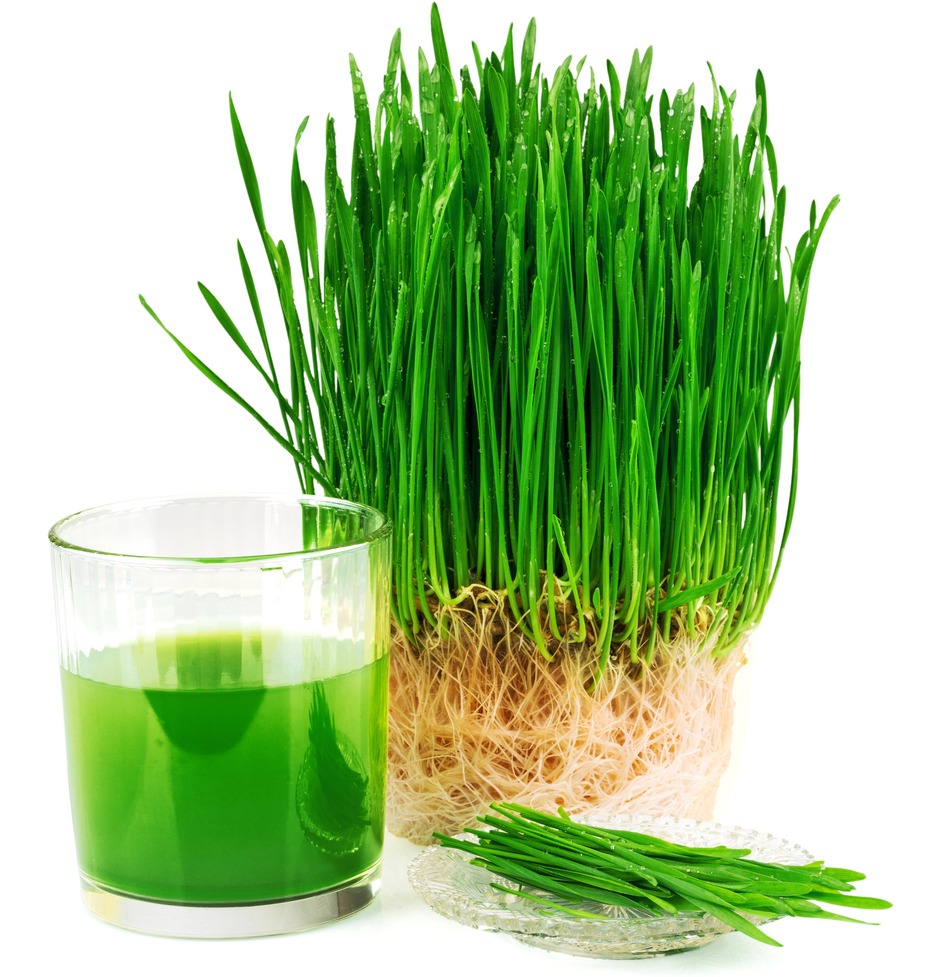 wheatgrass juice with sprouted wheat and wheat germ oil