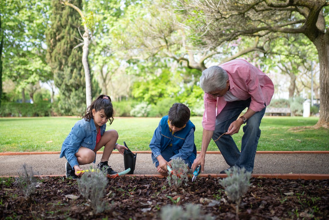 An elderly man planting with his grandchildren