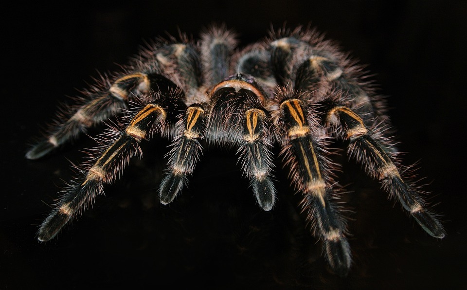 Black hairy tarantula