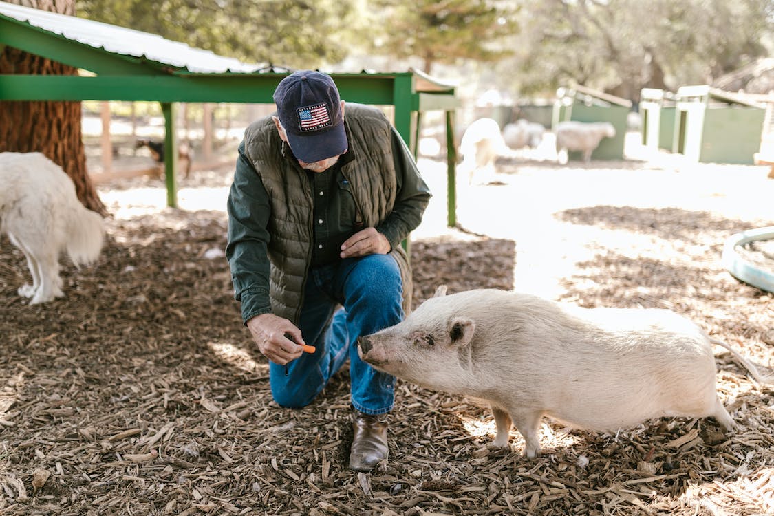 Man feeding a white pig