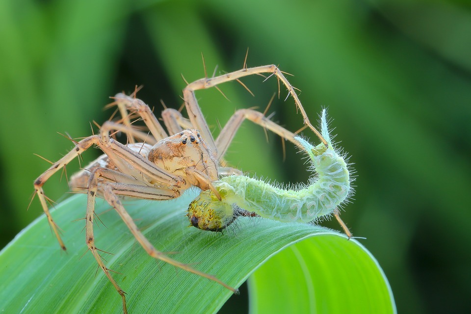 Spider eating worm