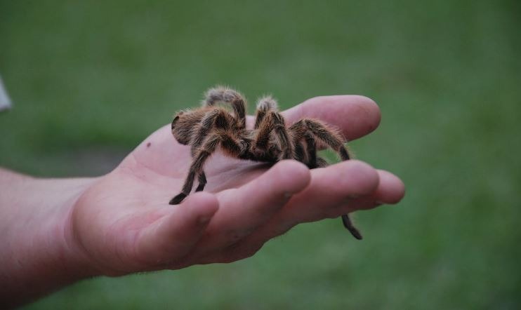Spider on a person’s hand