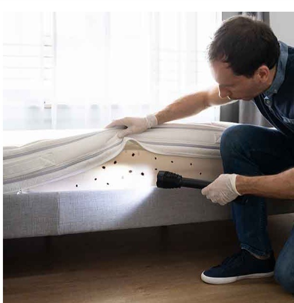 The Importance of Regular Pest Inspections by Exterminators in Maryland