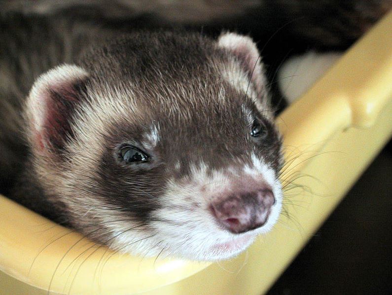 Typical ferret coloration, known as a sable or polecat-colored ferret