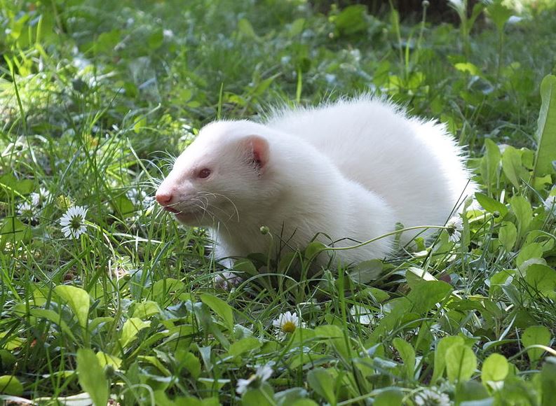 White or albino ferret