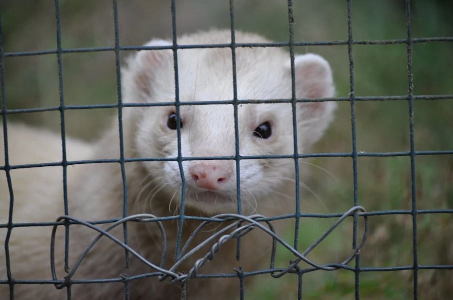 a white ferret in a cage