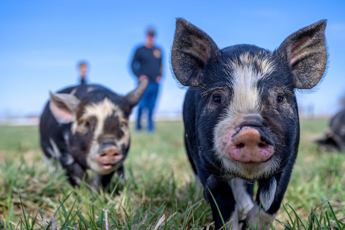 black piglets grazing in the countryside in daytime