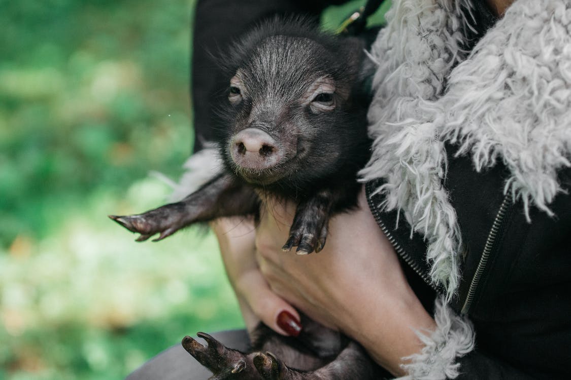 the person holding a black pig