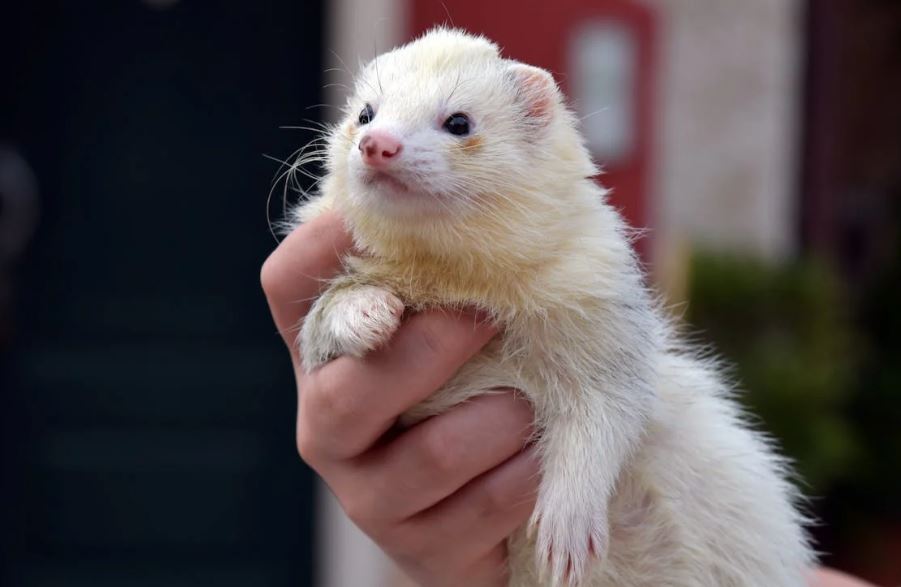 the person holding a ferret