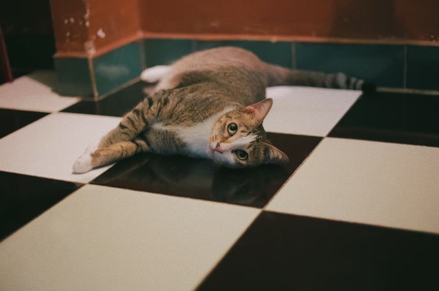 A-cat-lying-on-tile-floors