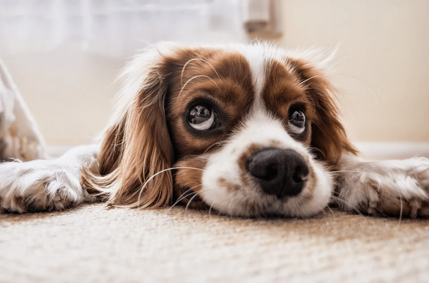 Tips to Get Rid of Fleas in Your Carpet