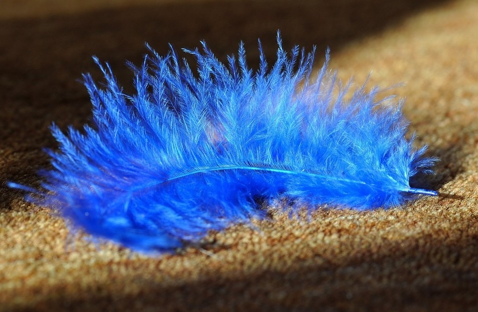 carpet-blue-feather